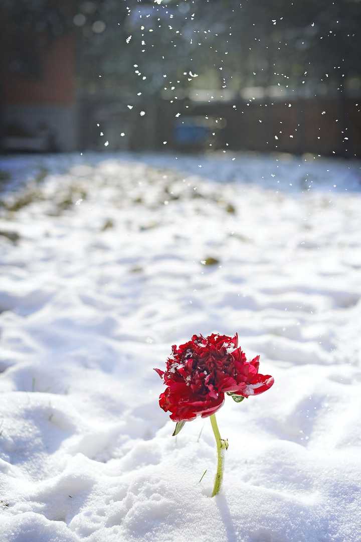 你所在的城市下雪了吗?雪景有多美呢?