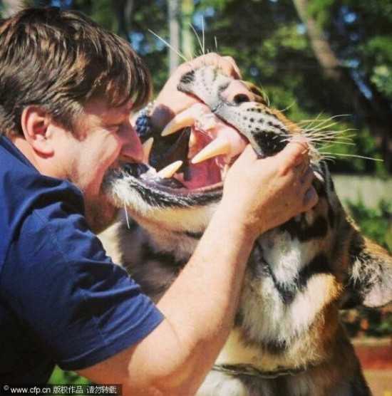 藏獒能打过老虎图片