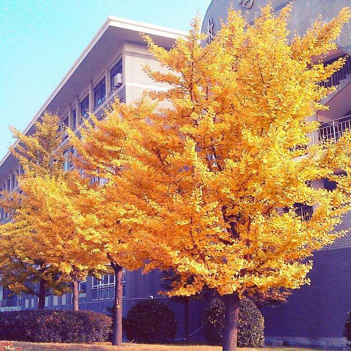 在大连理工大学开发区校区(大连理工大学软件学院 | ssdut)就读是怎样