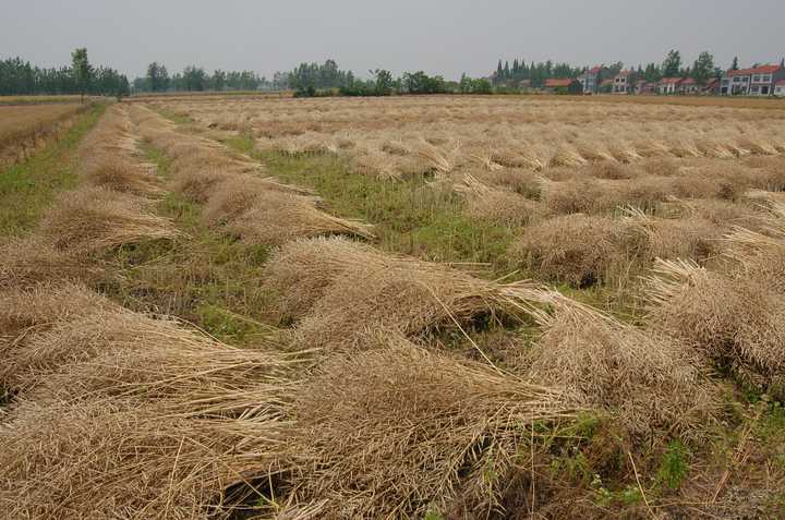 油菜籽(rapeseed)是怎么收获的?