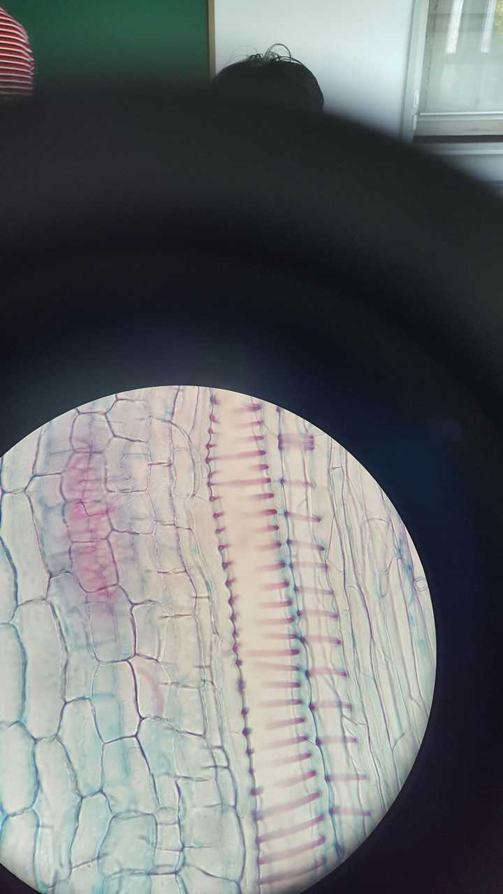 请问这是什么结构?上生物课观察洋葱根尖细胞发现的?