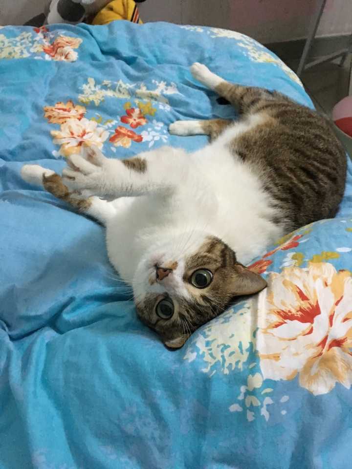 养了一只脾气很坏的猫,怎么办?
