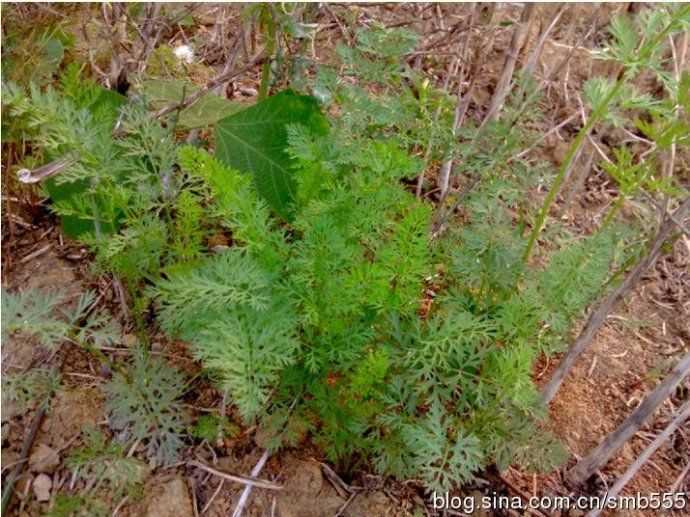 你吃过什么野菜?