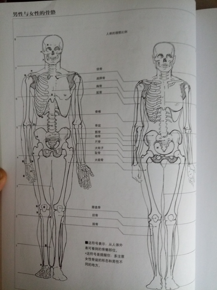 学过绘画的,基本不存在男女分不清的情况,就算人腐烂的只剩下几块骨头