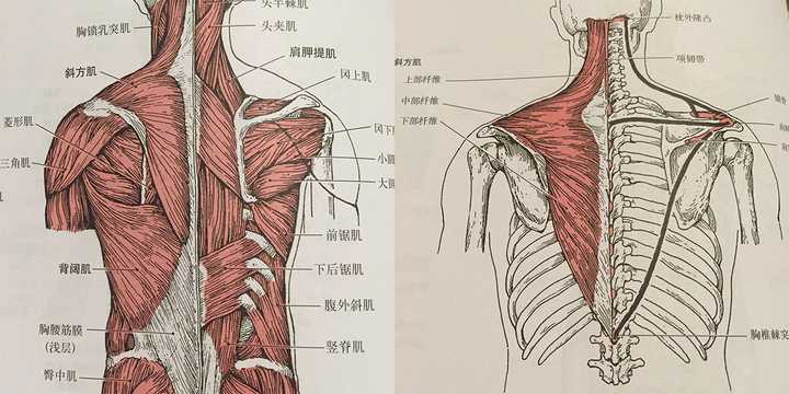 斜方肌是一块很大的肌肉,可以将肩胛骨上提,下拉以及往脊椎靠拢.
