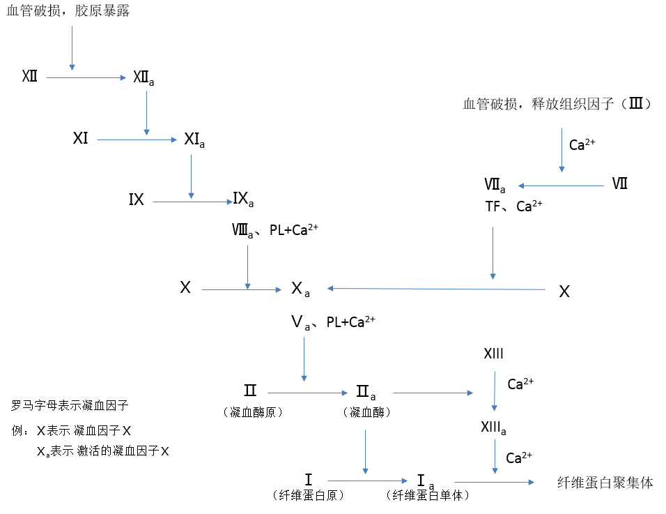 两个凝血途径最终走到共同途径,使纤维蛋白原变成纤维蛋白,最后形成