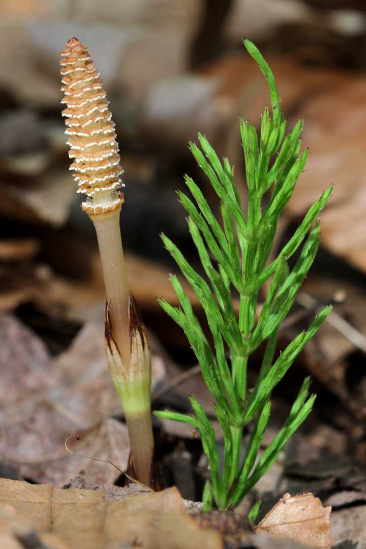 问荆 equisetum arvense)