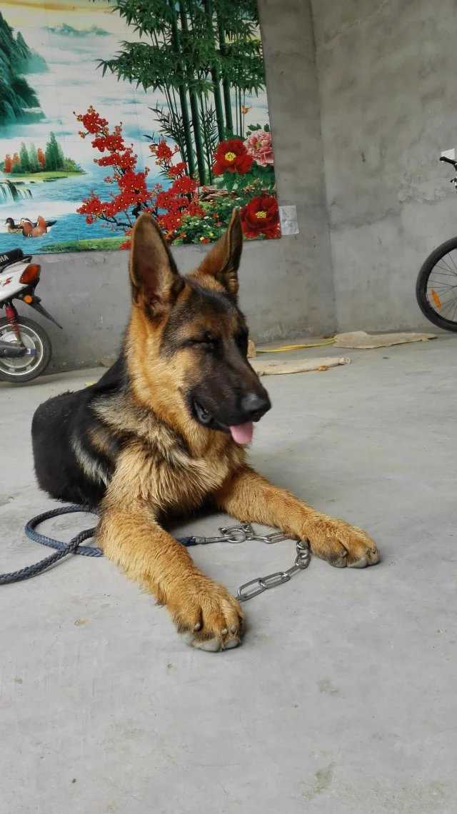德牧好养吗?