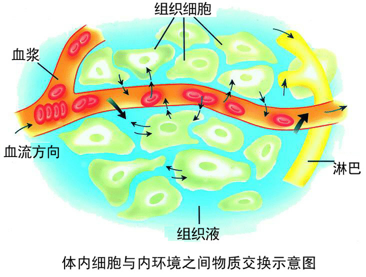 淋巴细胞的内环境有血浆为什么?