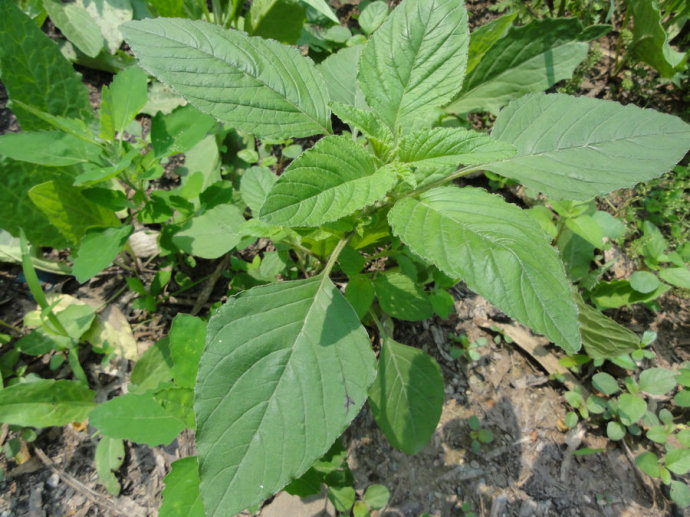 你吃过什么野菜?