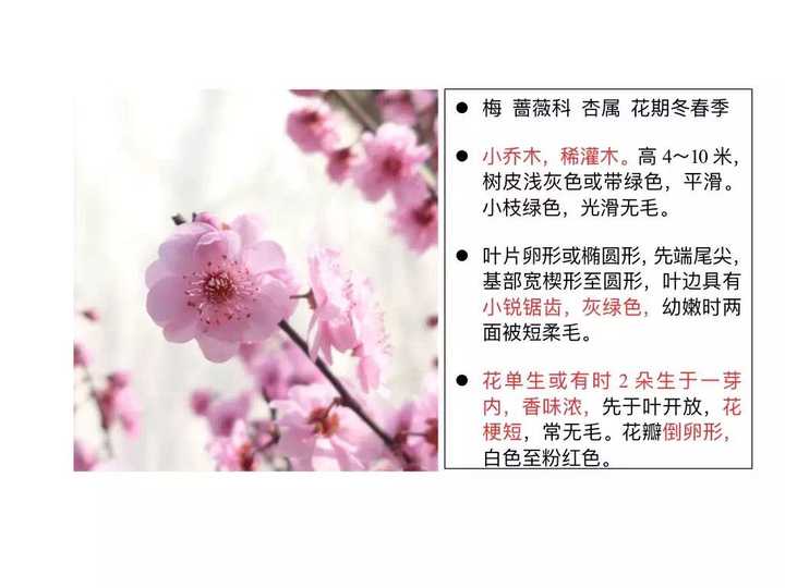 如何区别桃花,杏花,李花,樱花,梨花和梅花?