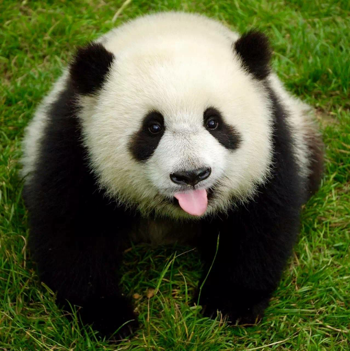 你有哪些收藏来反复看的大熊猫 (giant panda) 的图片?