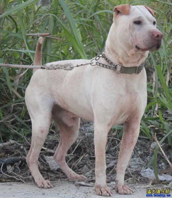 中国本土犬种都有哪些