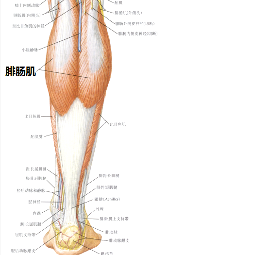 放松腓肠肌