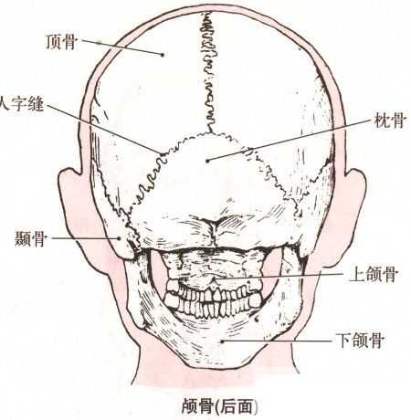 后脑勺的颅骨相对薄弱,如遭重创,也会引发颅内血肿致命.