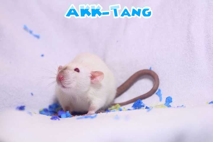 应该怎么养花枝鼠呢?