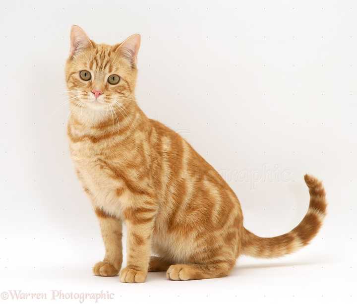 这里ginger对应猫咪的毛发是姜黄色, 如下图的ginger cat
