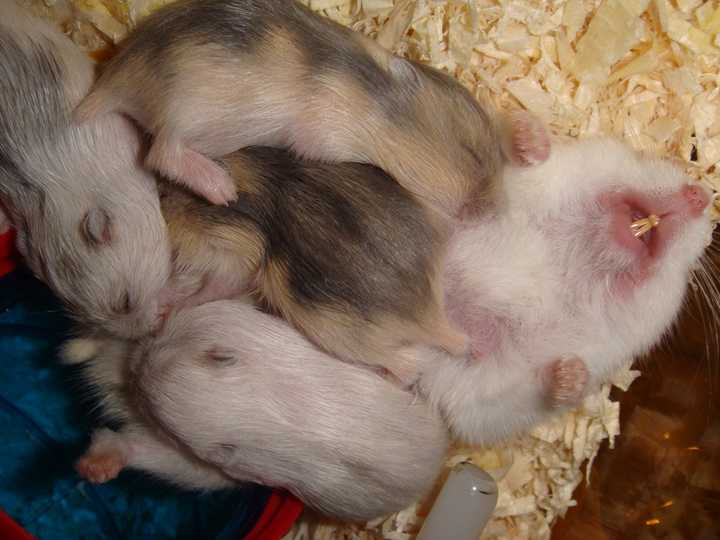 仓鼠刚刚生了8只宝宝不知道该怎么办了