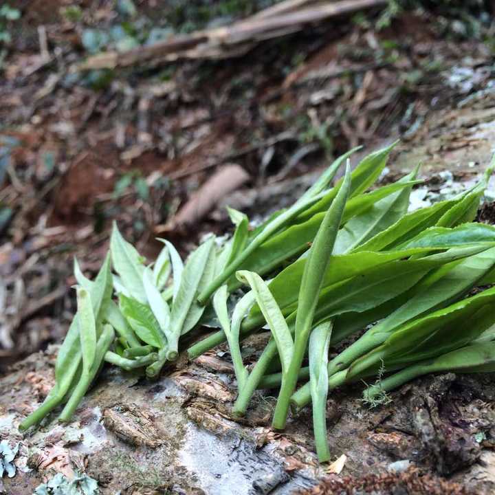 有喜欢曼松普洱茶的吗?