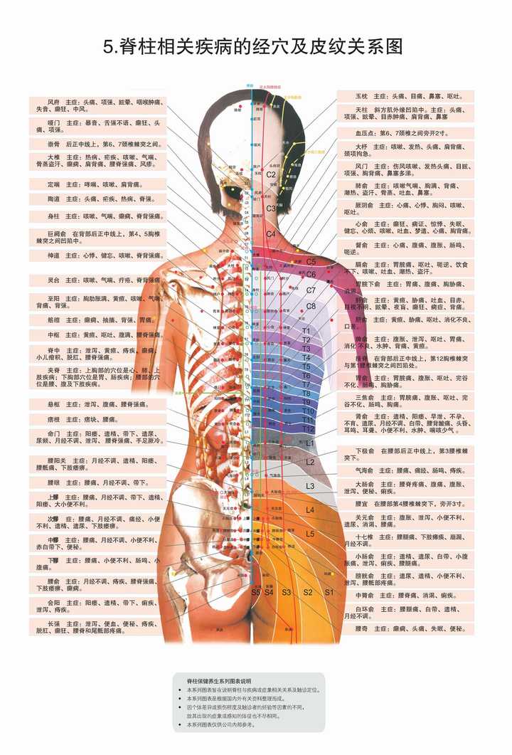 人体脊柱各个节段分别对应人体的那些器官与功能?