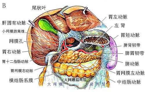 肝镰状韧带:是腹壁上部至肝上面的双层腹膜皱襞,内含 肝圆韧带.