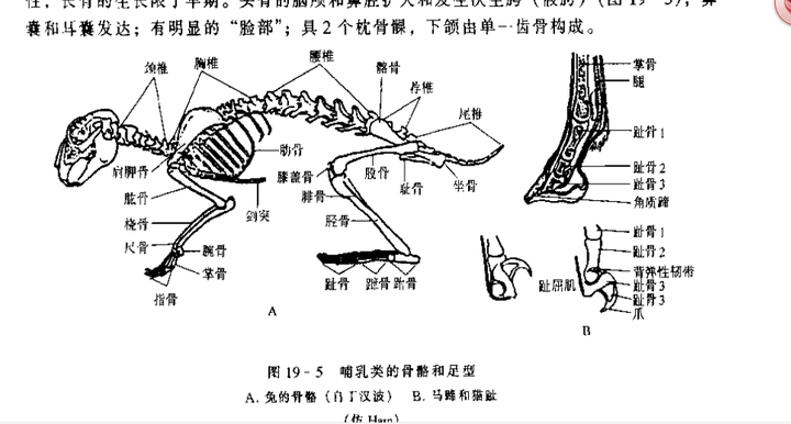 动物的蹄子算骨骼还是指甲还是皮肤?