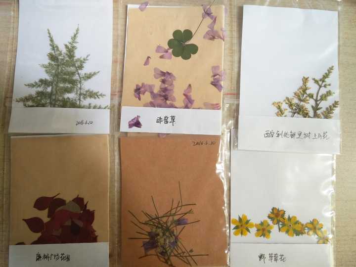 在找不到专业植物标本保存(过塑)且没有相关化学药品的情况下如何处理