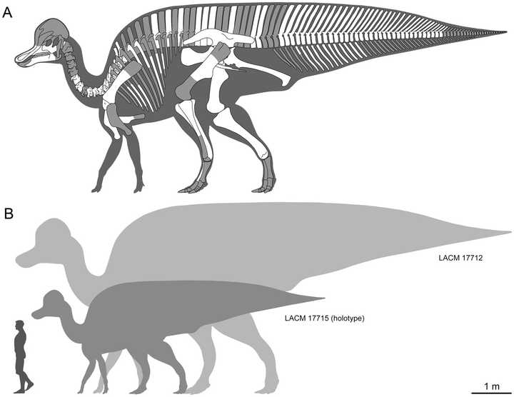 最长的角龙(ceratopsia—始三角龙(eotriceratops)8.5-9米