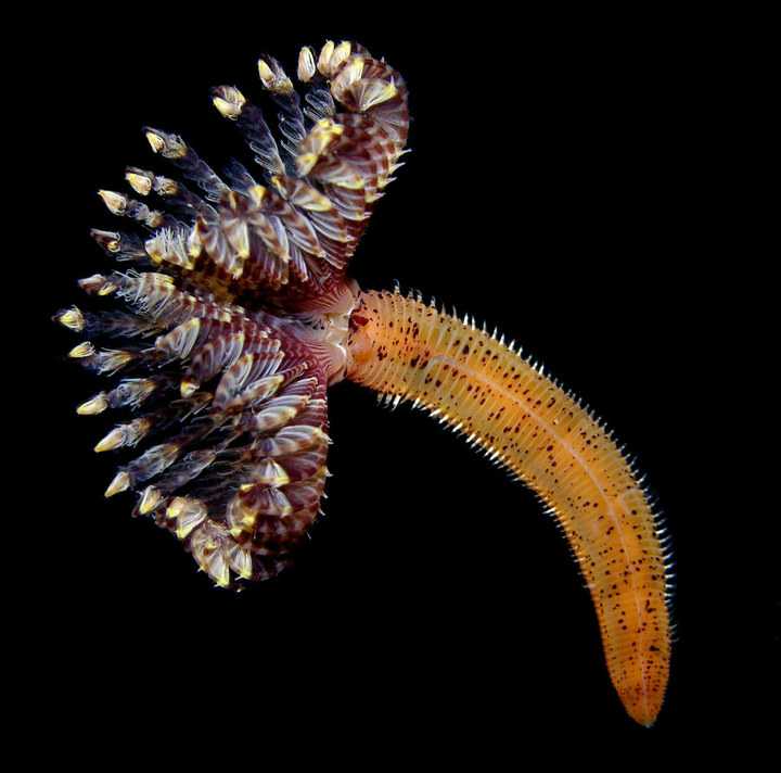 有哪些奇特的海洋生物?