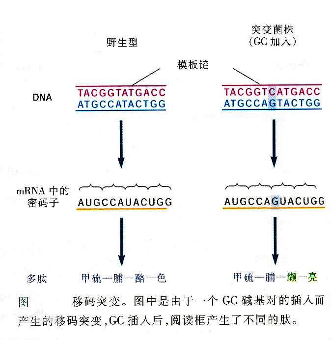 懒得看这一段的人看这里:简单地说就是基因突变.