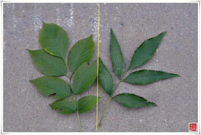 叶子:白蜡叶子比较宽,小叶基部膨大;洋白蜡叶子比较窄而且是深绿色
