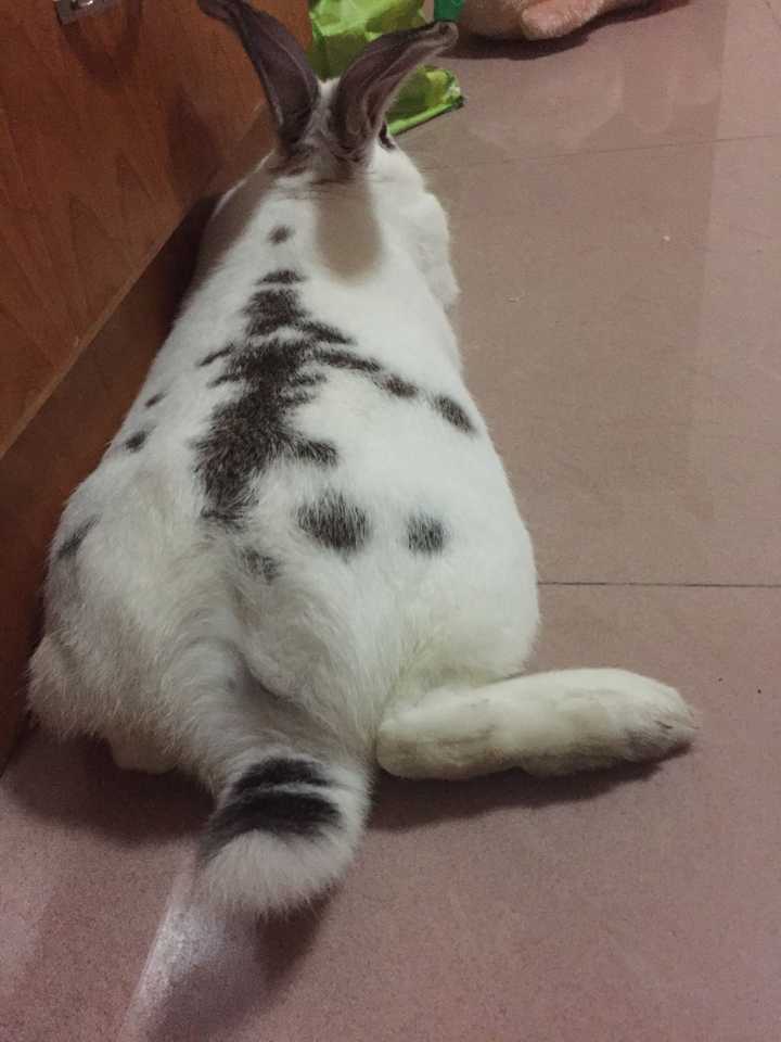 有长尾巴的兔子吗?