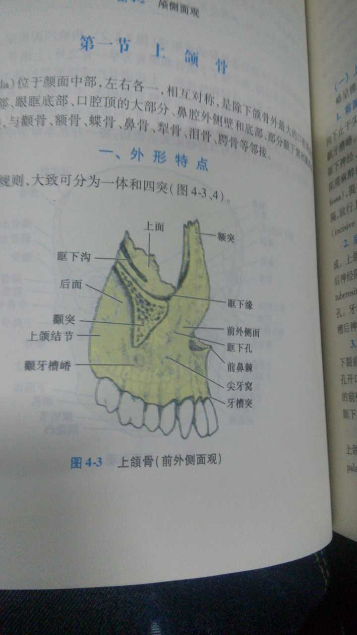 「腭,颚,颔,颌,颏」这几个字在医学上对应的部位分别是什么?