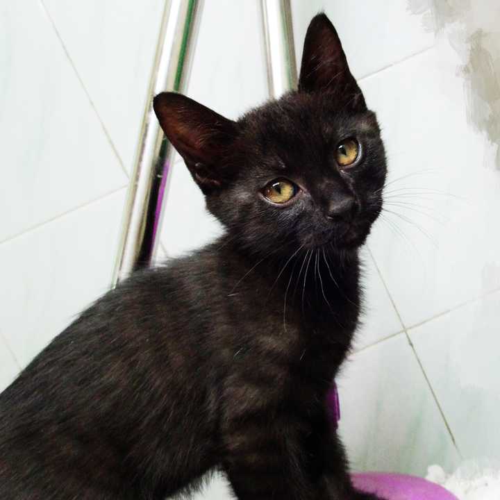 中华田园猫的颜值有多高?