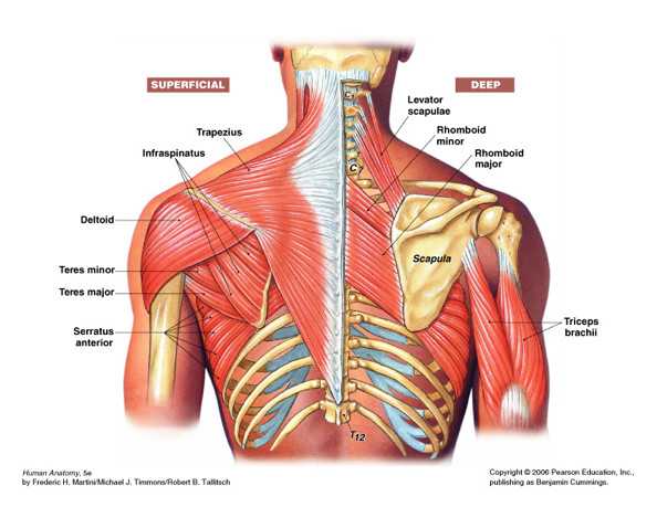 背后腰部向上三公分左右,靠近脊柱的部位酸疼怎么回事