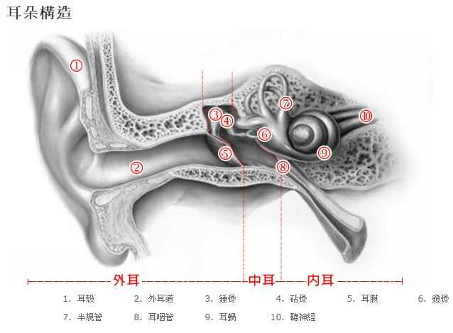 蚊子会因为飞进耳朵里叮咬而引起的肿包结果飞不出去吗?