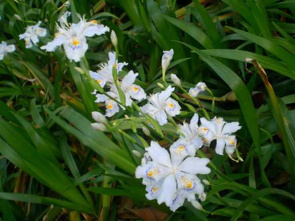 (蝴蝶花(日本鸢尾, iris japonica)) 换个角度,大家便于清楚的看到