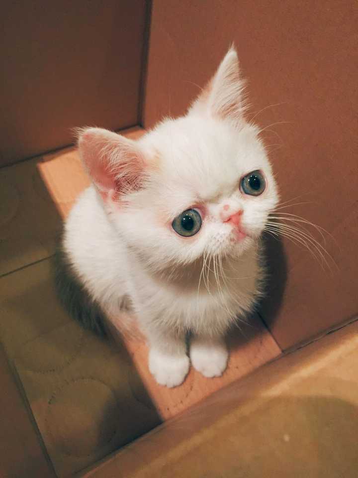 壁纸 动物 猫 猫咪 小猫 桌面 720_960 竖版 竖屏 手机
