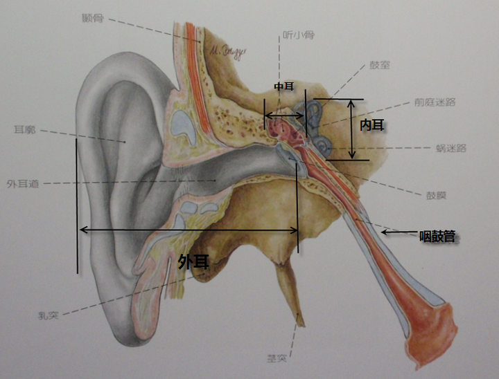 首先要说一下耳的解剖结构.耳分为外耳,中耳,内耳三部分.