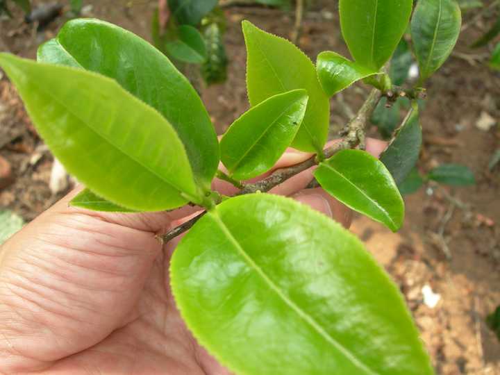 茶叶和其他植物叶子的区别?(茶叶和其他非茶叶叶子的界定)?