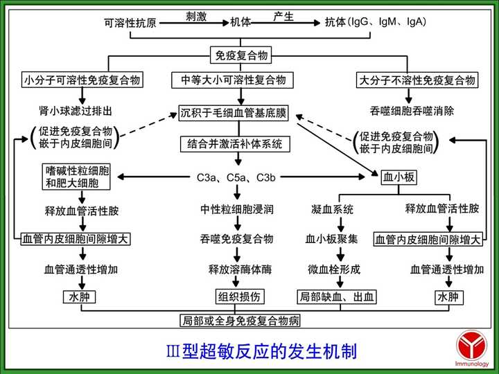 Ⅳ型超敏反应:迟发型超敏反应 主要机制是效应t细胞引起组织炎症和