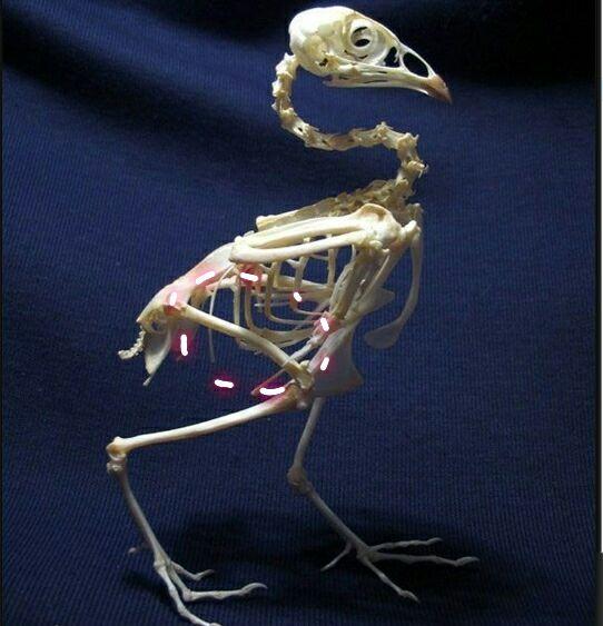 鸡的骨骼结构是怎样的,我们吃的鸡腿到底是鸡的哪个骨头?