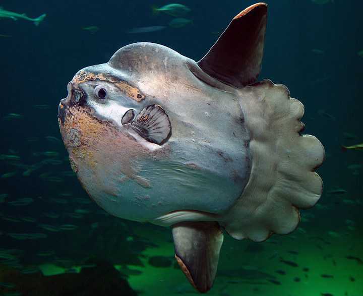 有哪些奇特的海洋生物?