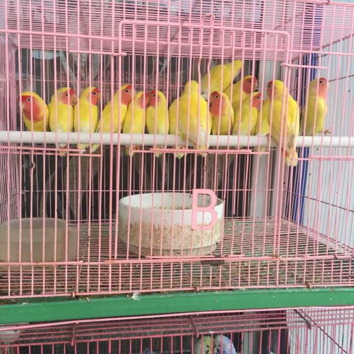 如何更好的养文鸟?