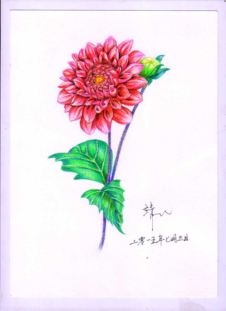 彩铅大丽花