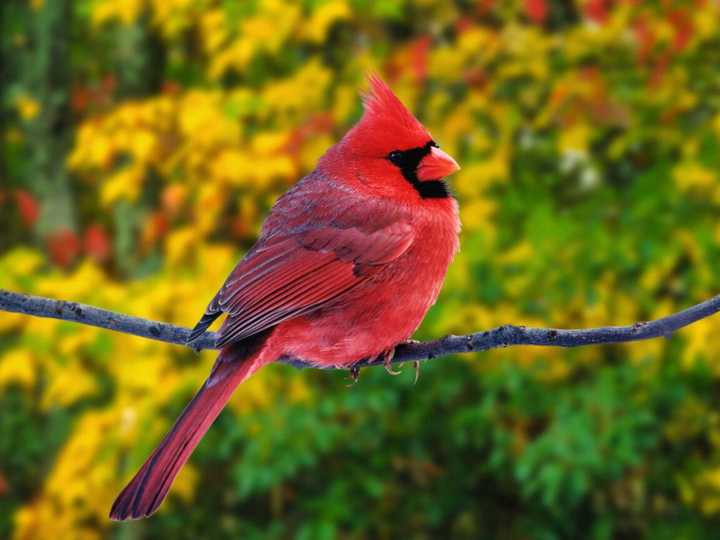 北美红雀(cardinal bird),在国内没见过这种鸟(毕竟人家中文翻译的