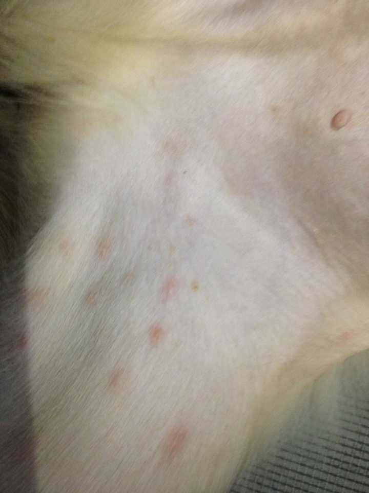 狗狗得了犬瘟怎么治疗 ?