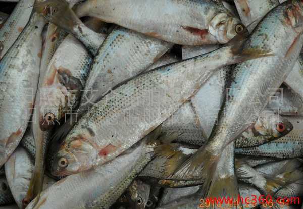 国内渤海湾的类似的鱼,我们叫青皮鱼