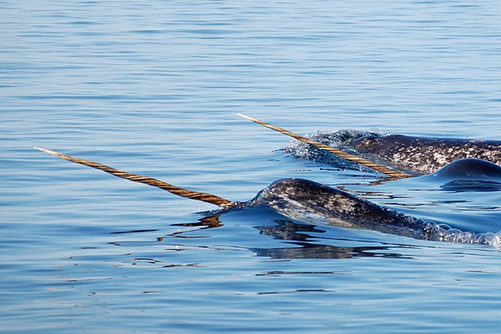 narwhals are my best friends. i'm so alone. 图片来自网络.