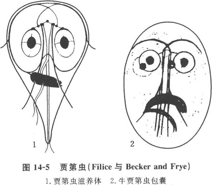 有哪些可爱却不常见的动物?